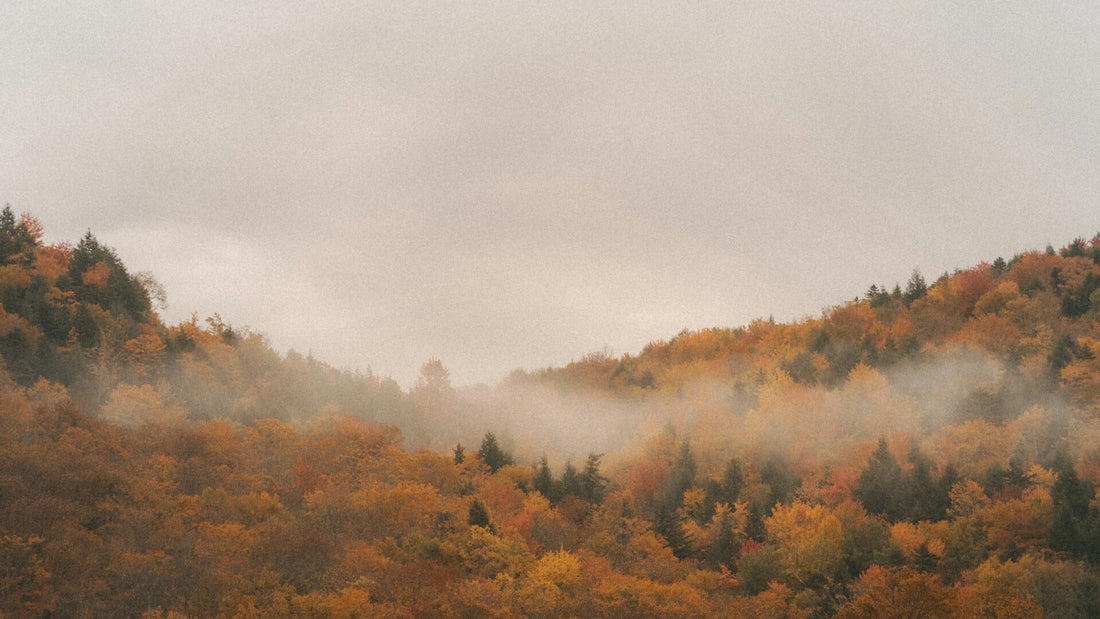 Herbstlandschaft in Skandinavien – bewaldete Hügel mit buntem Laub in Gelb, Orange und Rot, durchzogen von aufsteigendem Nebel