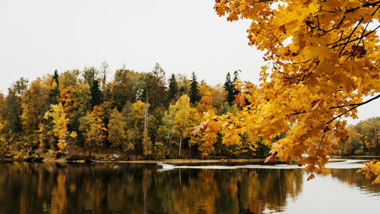 Herbstlandschaft in Skandinavien mit gelb-orangen Bäumen am ruhigen See