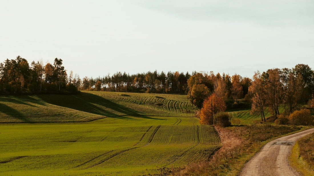 Schwdische Landschaft mit Feldern und Bäumen im herbst