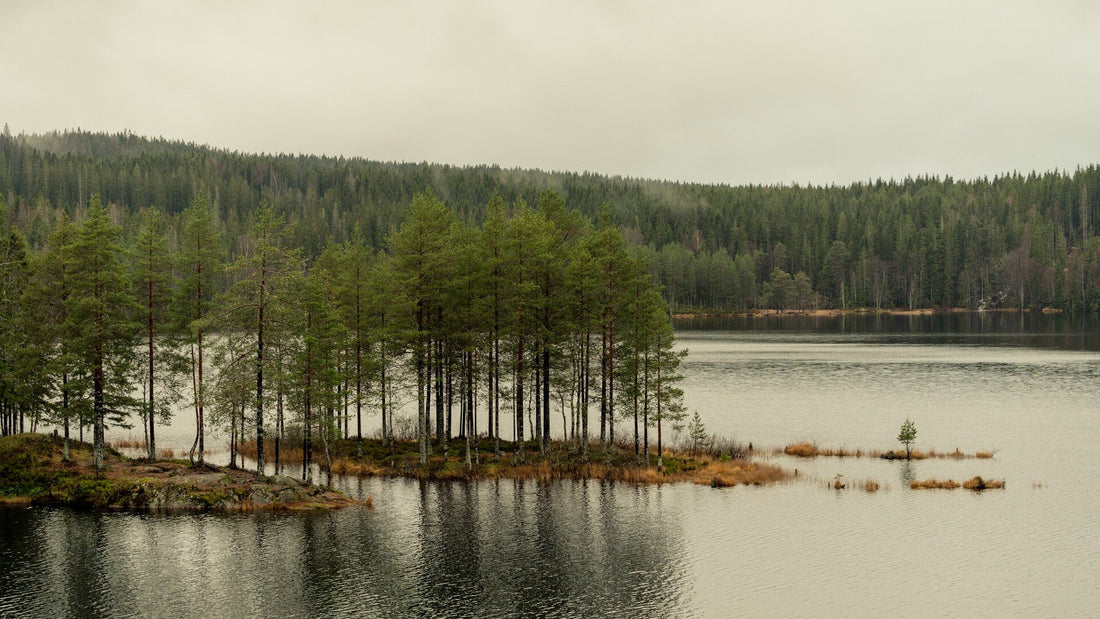 Schwedische Seenlandschaft mit Bäumen im Frühling, gedeckte Braun Und Grüntöne