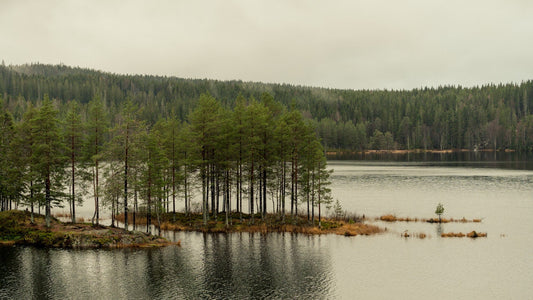 Schwedische Seenlandschaft mit Bäumen im Frühling, gedeckte Braun Und Grüntöne