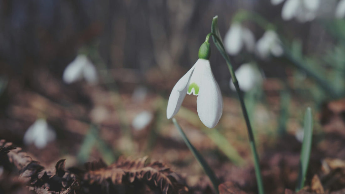 Schneeglöckchen im Wald: Nahaufnahme einer zarten weißen Blüte mit grünen Akzenten und natürlichem Hintergrund