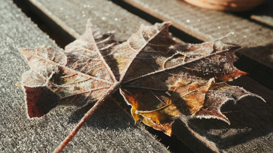 gefrorenes Ahornblatt auf einer Holzterasse