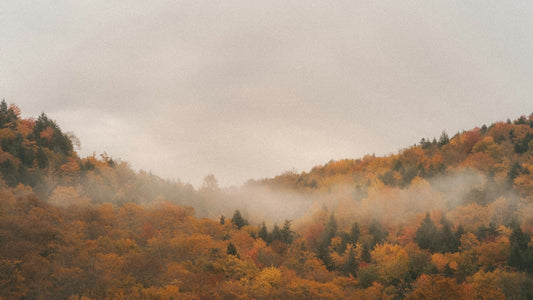 Herbstlandschaft in Skandinavien – bewaldete Hügel mit buntem Laub in Gelb, Orange und Rot, durchzogen von aufsteigendem Nebel