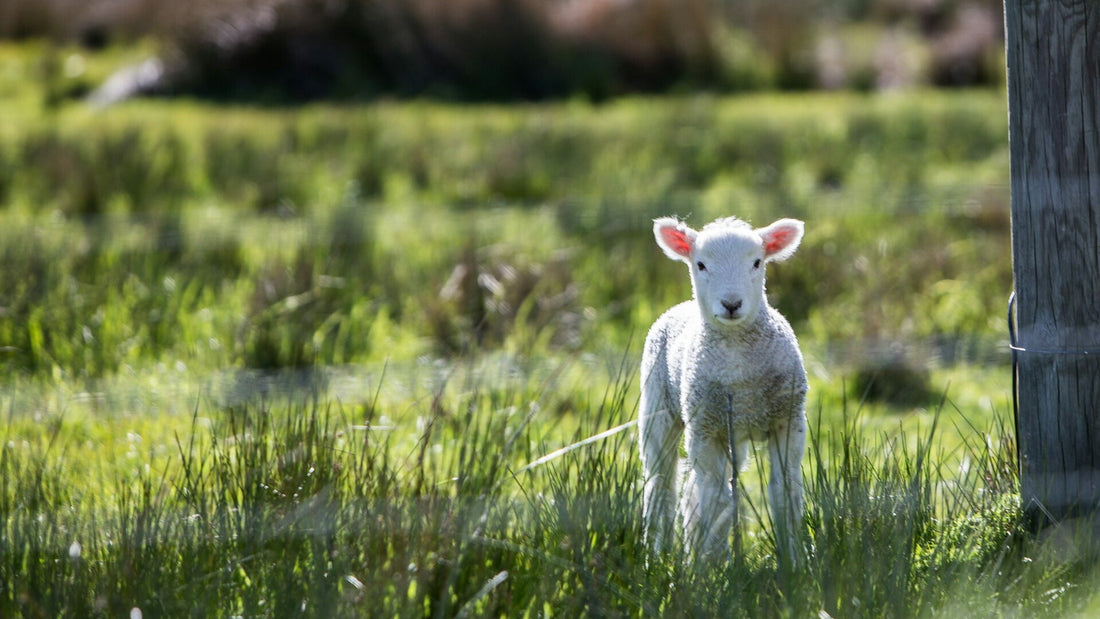 Frühlingserwachen in Skandinavien: Junges Lamm auf saftig grünem Gras mit zarten Lichtstrahlen – idyllische Natur und ländliche Atmosphäre