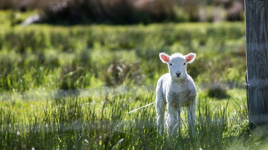 Frühlingserwachen in Skandinavien: Junges Lamm auf saftig grünem Gras mit zarten Lichtstrahlen – idyllische Natur und ländliche Atmosphäre