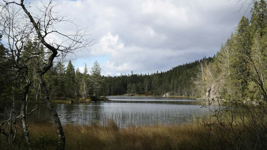 Ruhiger See umgeben von Wäldern bei Magnor in Norwegen, mit Gräsern im Vordergrund und bewölktem Himmel