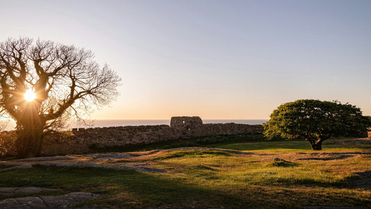 Sonnenuntergang auf Bornholm, Dänemark – Blick über eine alte Steinmauer mit Ruinen, ein kahler Baum im Gegenlicht und eine grüne Wiese im Vordergrund