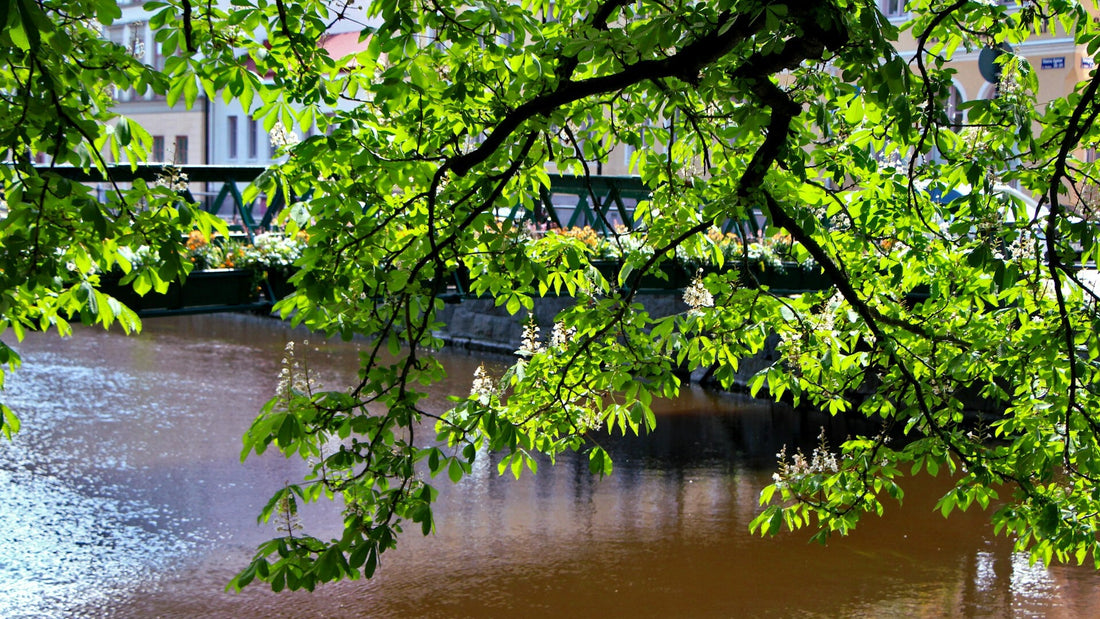 Blühende Kastanienzweige spannen sich über einen ruhigen Fluss in Uppsala