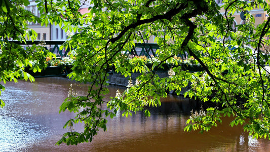 Blühende Kastanienzweige spannen sich über einen ruhigen Fluss in Uppsala