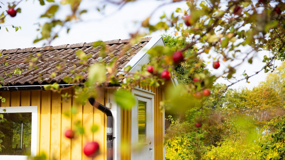Idyllisches schwedisches Holzhaus in Gelb mit weißem Fensterrahmen, umgeben von einem Apfelbaum mit roten Früchten – ländliche Atmosphäre und skandinavische Natur im Herbst